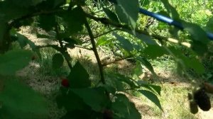 Сорт ежевики Карака Блэк