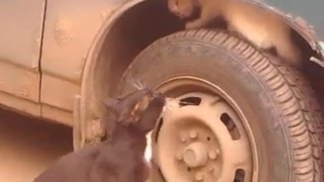 кот и кошка смотреть онлайн