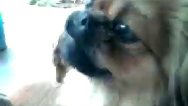 Пекинес Чапа кушает семечки)) смотреть онлайн