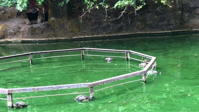 Изумрудным стало лебединое озеро в зоопарке СКАЗКА смотреть онлайн