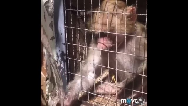 ЭКСКЛЮЗИВ! Гамадрил НАФАНЯ тоже был малышом как обезьянка ЛЮСЯ! смотреть онлайн