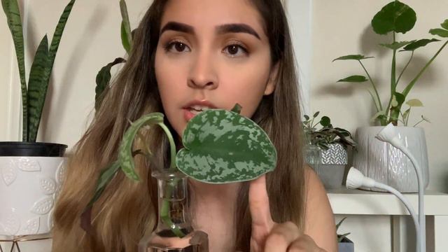 May Plant Updates 2019 смотреть онлайн