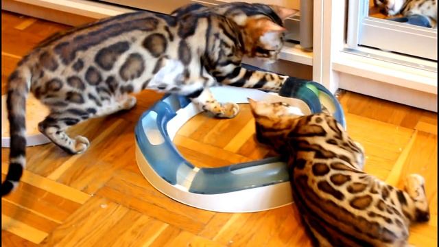 Бенгальские котята.Bengal kittens "Jaguar Jungle" . Питомник бенгальских кошек смотреть онлайн