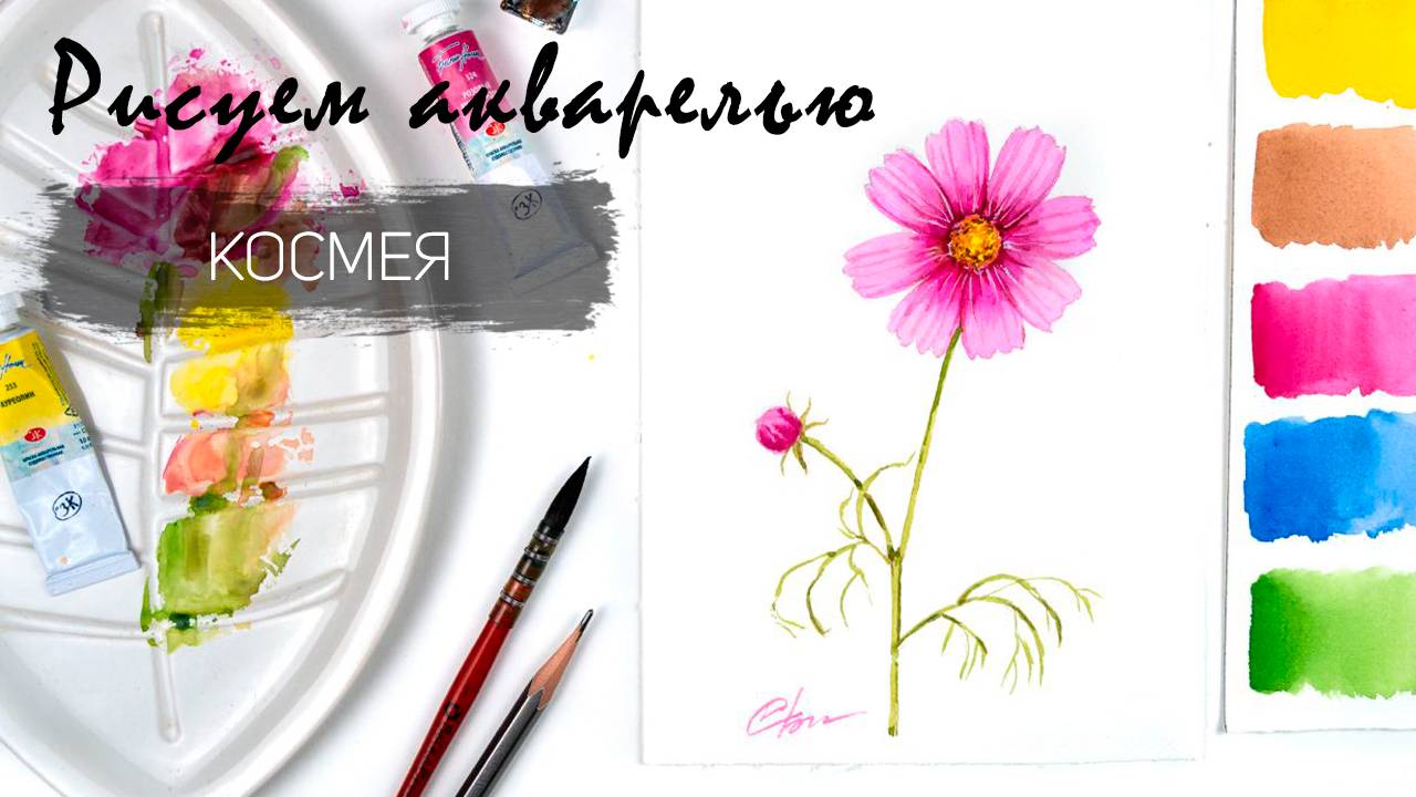 Рисуем космею. Уроки рисования. Цветы акварелью. смотреть онлайн