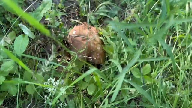 Грибник был удивлён ! Белые грибы вечерком ! Грибы 2022 ! смотреть онлайн