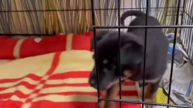 Эту маленькую замечательную пуговицу мы отдадим самым хорошим людям! Приют для животных смотреть онлайн