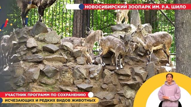 Новосибирский зоопарк имени Р.А. Шило смотреть онлайн