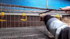 Как сделать многоярусные нипельные поилки при низком потолке.Лайфхак.