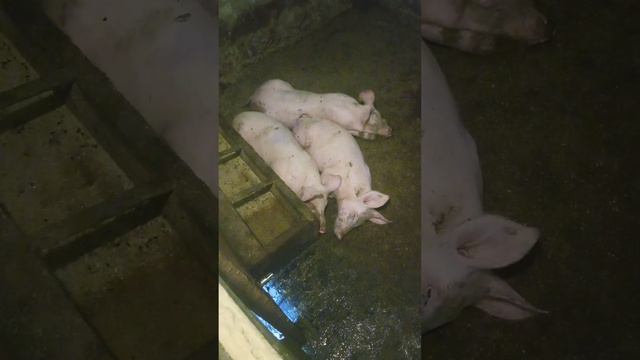 Отруєння свиней альбендазолом, які симптоми та методи лікування.Чи вдалося всіх врятувати ? ❌❌❌ смотреть онлайн
