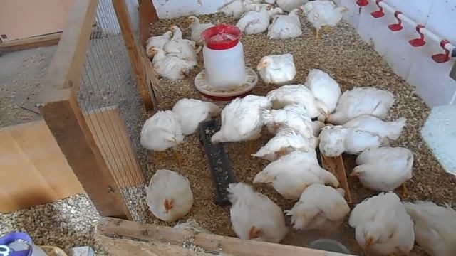 Выращивание бройлеров без комбикорма Особенности экономного кормления смотреть онлайн