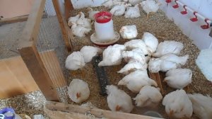 Выращивание бройлеров без комбикорма  Особенности экономного кормления