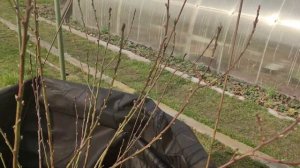 Спасаю персик от заморозков