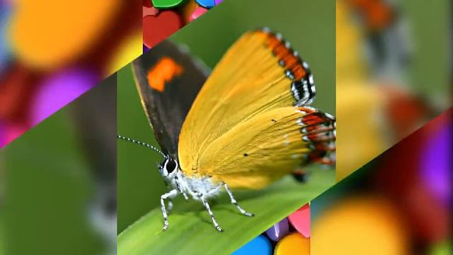 САМЫЕ КРАСИВЫЕ ОБОИ ♥♥♥ ДЛЯ ВСЕХ / LITTLE GIRL ★★★★★★ смотреть онлайн