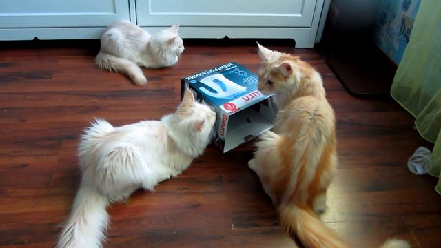 Greedy cat have long paws . У жадных кошек — длинные лапы. смотреть онлайн