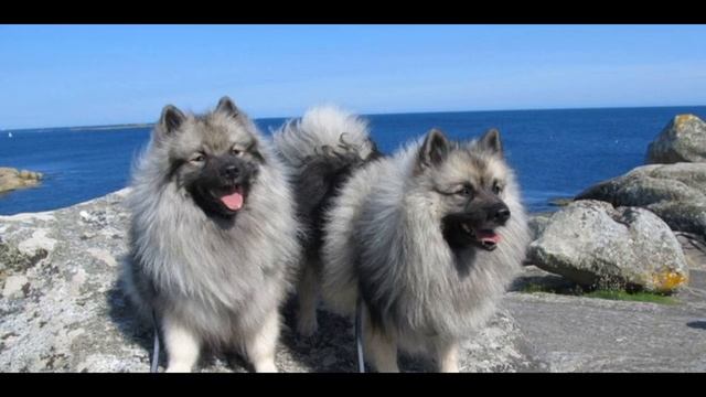 История породы Вольфшпиц(Кеесхонд) смотреть онлайн