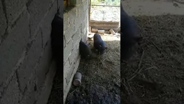 Жирная свинья застряла в дырке смотреть онлайн