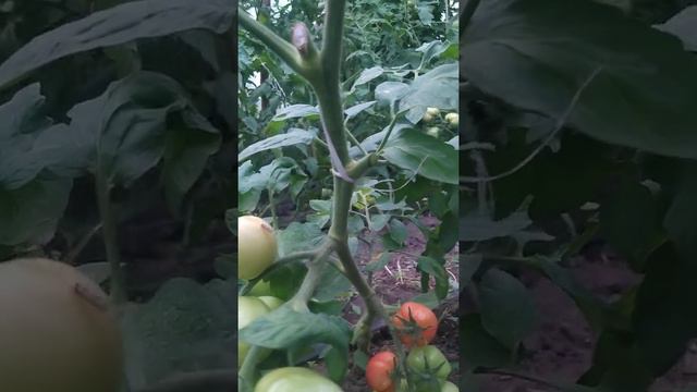 Помидоры в нашей теплице. Ну когда же наконец-то созреют? Ждем) Всем строить теплицу! смотреть онлайн