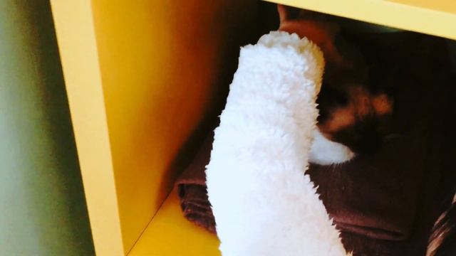 Cafe & Mi 慶祝生日 смотреть онлайн