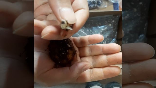 Зимовка клубней глоксинии. Проверка урожая смотреть онлайн