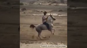 Супер Арабские Лошади