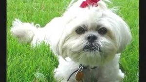 Вадим Казаченко - Белое вино луны