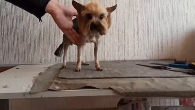 Стрижка йорка МИНИ до и после./ 12 апреля 2021/стрижка собак. смотреть онлайн