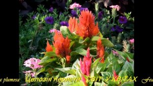Ярко-пламенные метелки. Целозия перистая/Bright fiery brooms.Feathery celosia