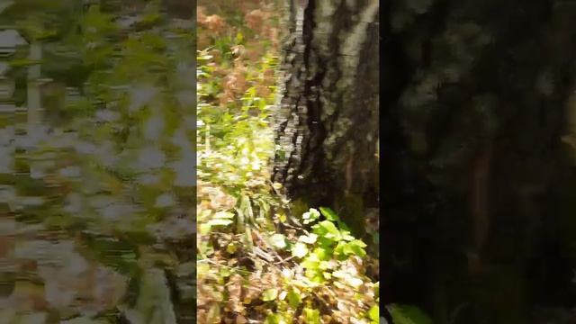Зашли в первый околок. смотреть онлайн