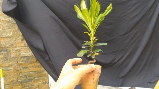 Как создаются бонсай с самого начала? Производство бонсай: вторичное формирование. Бонсай с нуля! смотреть онлайн