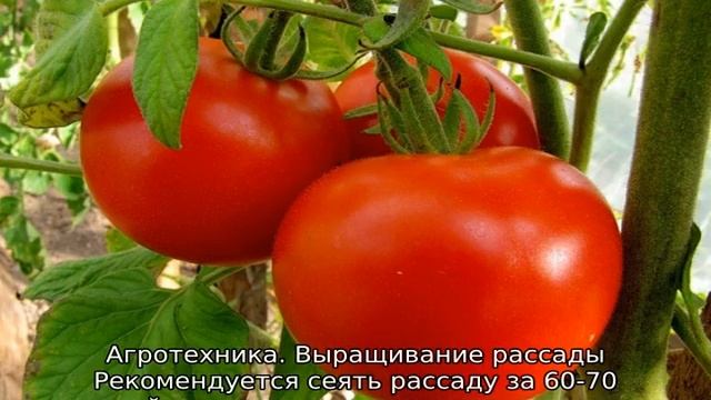 Томат Волгоградский смотреть онлайн