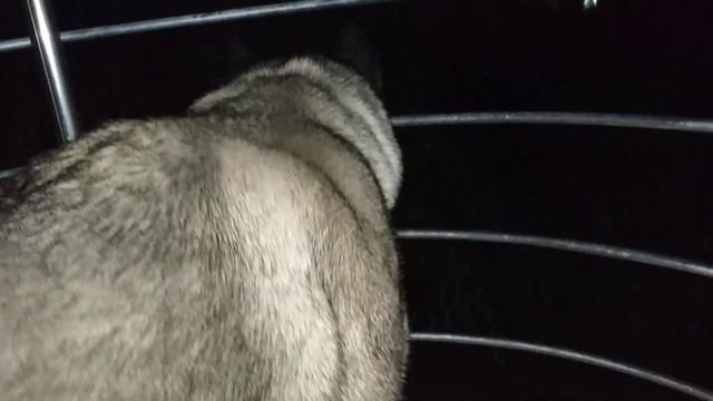 American Akita thundering bark смотреть онлайн