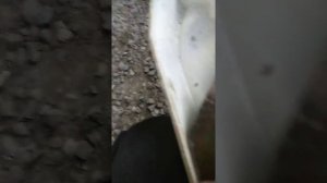 Фея 2 стиральная машина быстрый ремонт