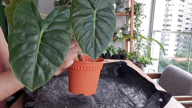 My wobbly and droopy plants 😂 😂 😆 (Anthurium veitchii|Alocasia golden bone) смотреть онлайн