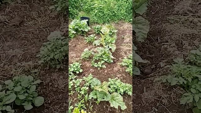 Картофель в саду. Наблюдение для рисования. смотреть онлайн