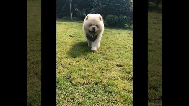 Funniest & Cutest Chow Chow Puppies #short Funny Chow Chow Puppy Videos 8 смотреть онлайн