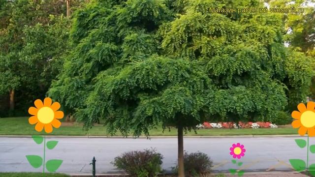 Робиния лжеакация Умбракулифера. Краткий обзор, описание robinia pseudoacacia Umbraculifera смотреть онлайн