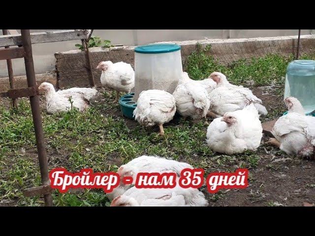 Кобб 500 - нам тридцать пять дней. Улично - тепличное содержание... смотреть онлайн