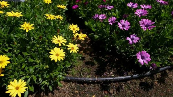 Osteospermum 3D, FlowerPower®, SummerHero® and Plaisir®