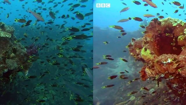 Underwater Image Enhancement with Python and OpenCV. смотреть онлайн