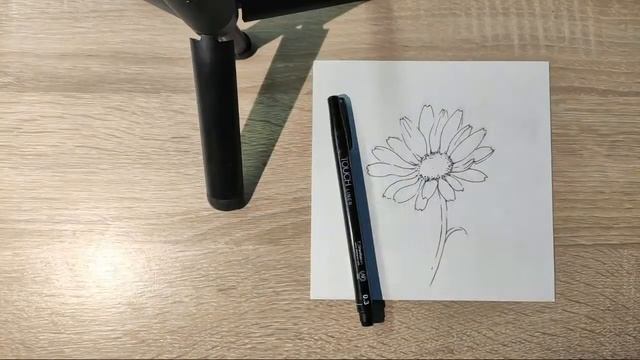 Как нарисовать ромашку. Урок по скетчингу.