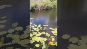 По малым рекам Гумбейки.