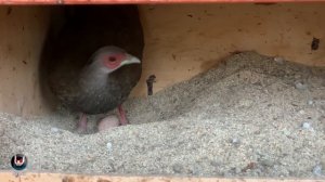 ФАЗАНЫ ПЕРВАЯ ЯЙЦЕКЛАДКА. Breeding pheasants. СОДЕРЖАНИЕ ФАЗАНОВ [2021 год].РАЗВЕДЕНИЕ ФАЗАНОВ.