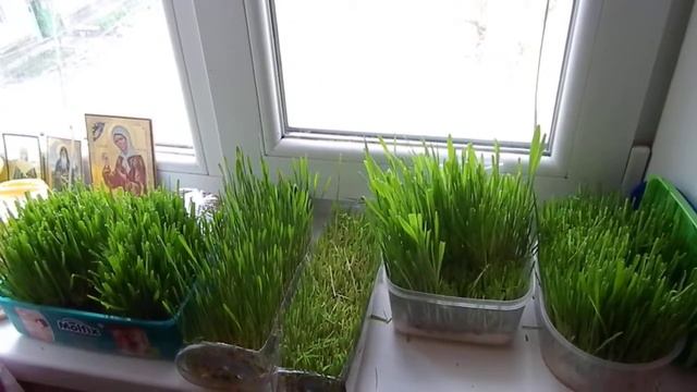 Выращивание травы для морской свинки, хомяка смотреть онлайн