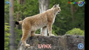 Forest Animals and Forest Animals Sounds | Educational Games for Kids