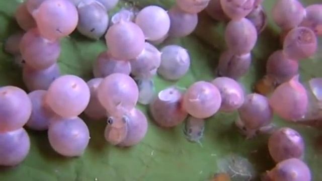 Egg of Sepia officinalis смотреть онлайн