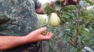 Летние груши Силк Кинг и Изольда: о сортах