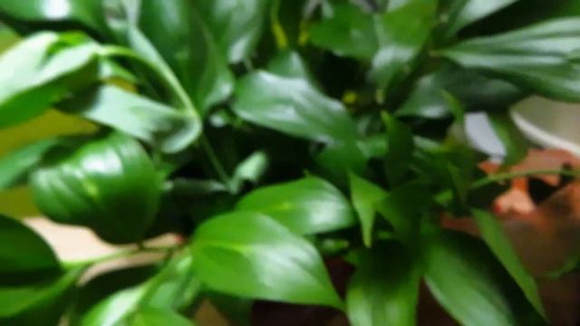 VLOG Осенний декор Рынок Парк ВЛОГ autumn leaves decor смотреть онлайн