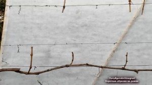 ? Как обрезать НЕУКРЫВНОЙ ВИНОГРАД для БЕСЕДКИ, ПЕРГОЛЫ. Короткая обрезка НА РОЖКИ. Плюсы и минусы.