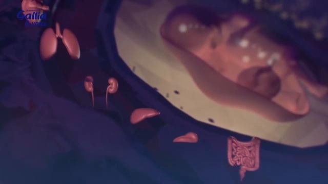 Le développement du fœtus – Grossesse : comment évolue bébé ? – Laboratoire Gallia смотреть онлайн