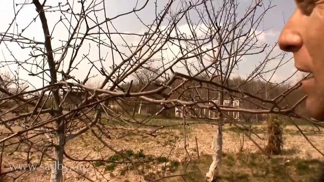 Грамотная агротехника Уход за плодовыми деревьями - Уроки Николая Рабушко. смотреть онлайн
